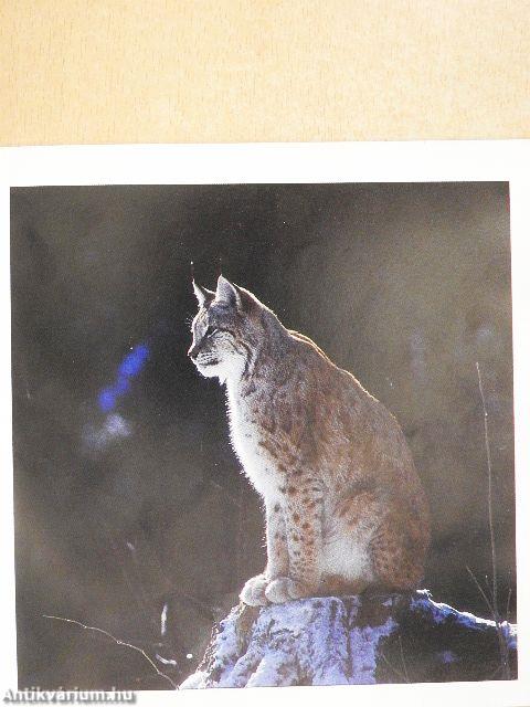 Igazmesék állatokról