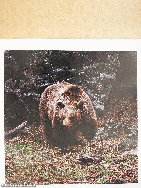 Igazmesék állatokról