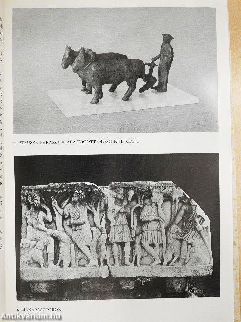 Róma kenyere, Róma aranya