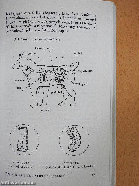 Élő ételek az egészségért
