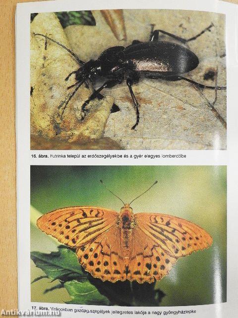 Erdőszegélyek létesítése és ápolása