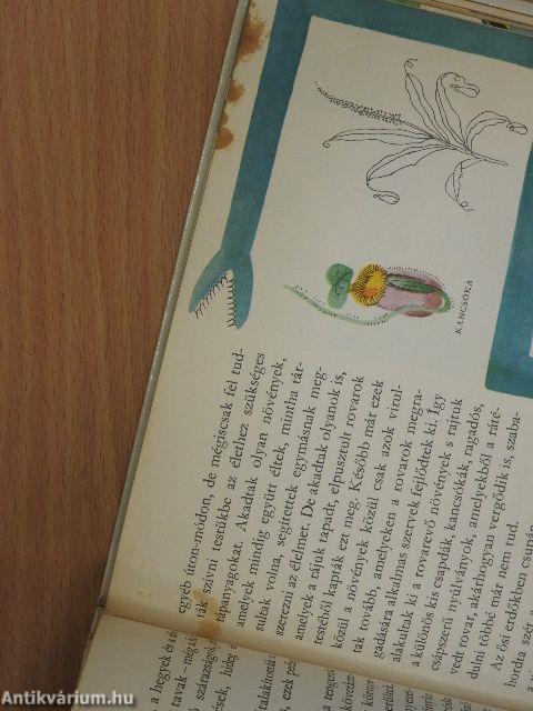 Az élet útja a Földön