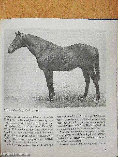 Az angol telivér Magyarországon