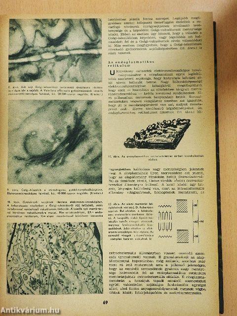Természettudományi Közlöny 1965. január-december