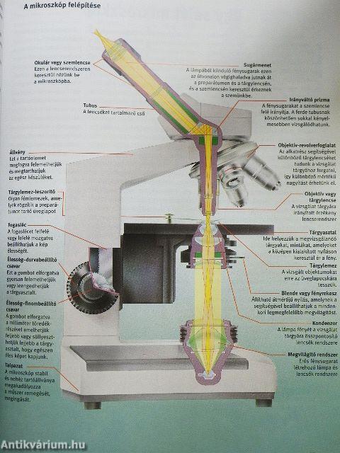 A mikroszkóp és a mikrovilág