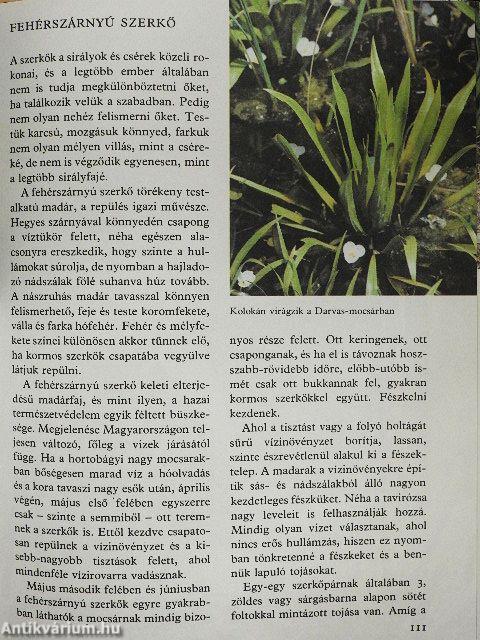 Ezer ágán ezer fészek