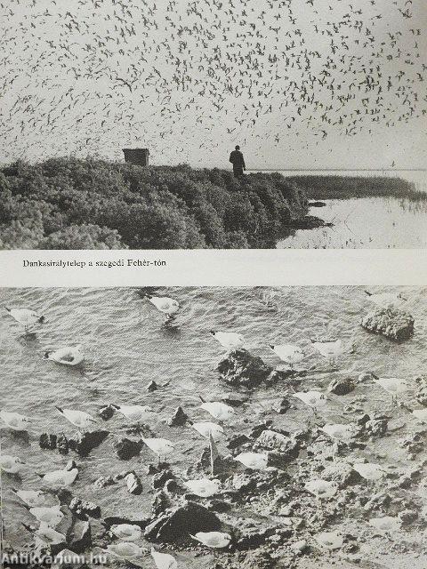 Ezer ágán ezer fészek