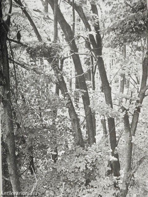 Ezer ágán ezer fészek