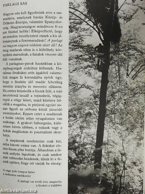 Ezer ágán ezer fészek