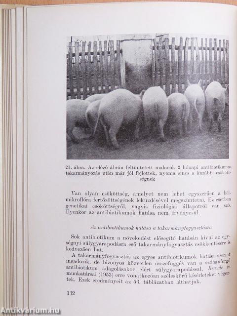 Az antibiotikumok szerepe az állattenyésztésben