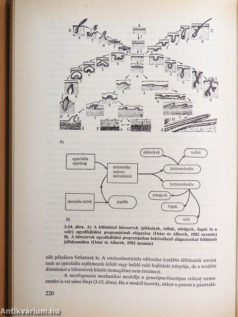 Az evolúció frontvonalai