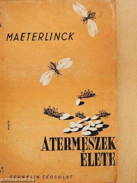 A termeszek élete