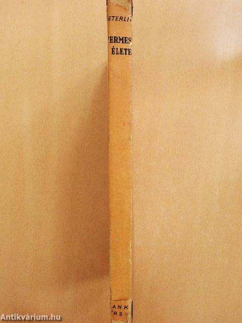 A termeszek élete