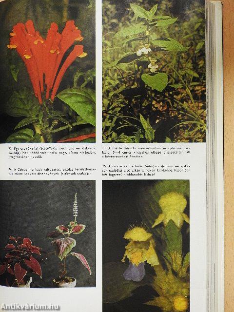 Urania Növényvilág - Magasabbrendű növények II.