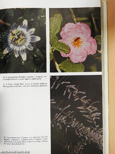 Urania Növényvilág - Magasabbrendű növények II.