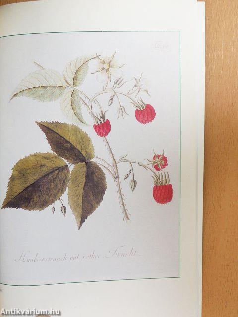 A Kalocsai Főszékesegyházi Könyvtár