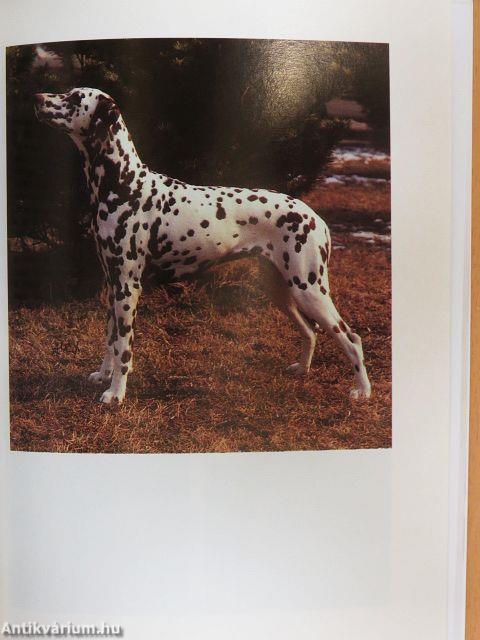 A dalmata