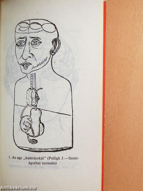 Mi a neuropszichológia?