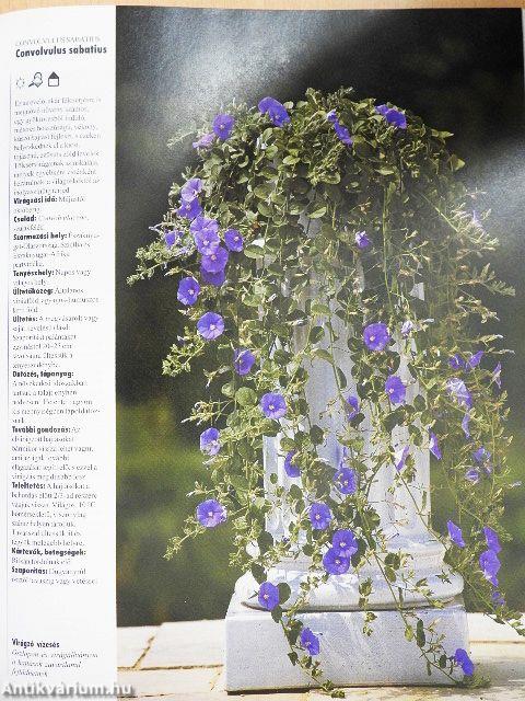 Így zöldellnek és virítanak legszebben a balkon- és dézsás növények