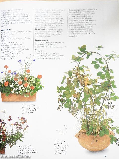 Így zöldellnek és virítanak legszebben a balkon- és dézsás növények