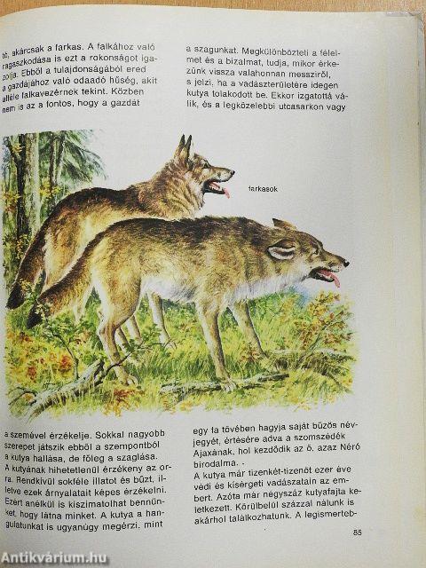 Színes állatvilág