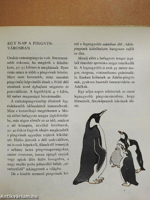 Amiről a jégvilág mesél