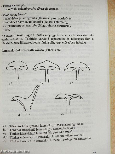 Gombákról szelíden