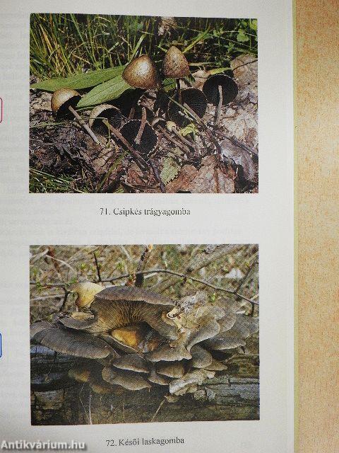 Gombákról szelíden