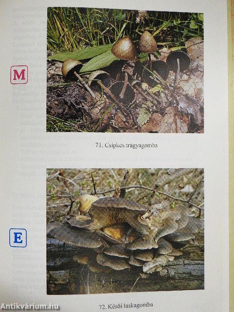 Gombákról szelíden