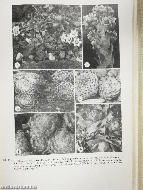 Das Sukkulenten lexikon