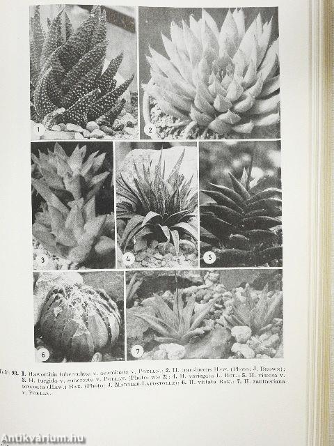 Das Sukkulenten lexikon