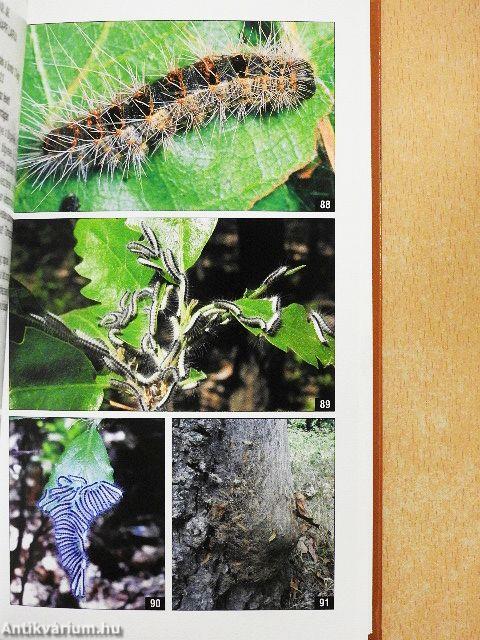 Képes útmutató és kódjegyzék az erdővédelmi jelzőlapok kitöltéséhez