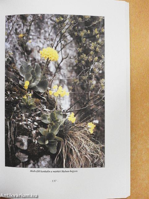 Bakonyi erdők, bakonyi évszázadok
