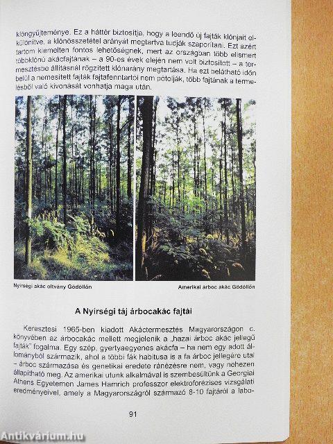 Az akác honfoglalása a Nyírségben