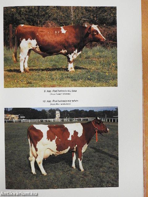 Szarvasmarha, juh, ló