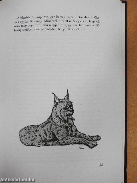 A Kárpát-medence nagyragadozói