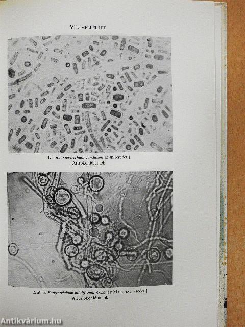 Penészek és fonalasgombák az alkalmazott mikrobiológiában