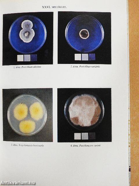 Penészek és fonalasgombák az alkalmazott mikrobiológiában