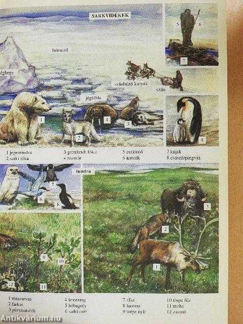 Képes diákszótár