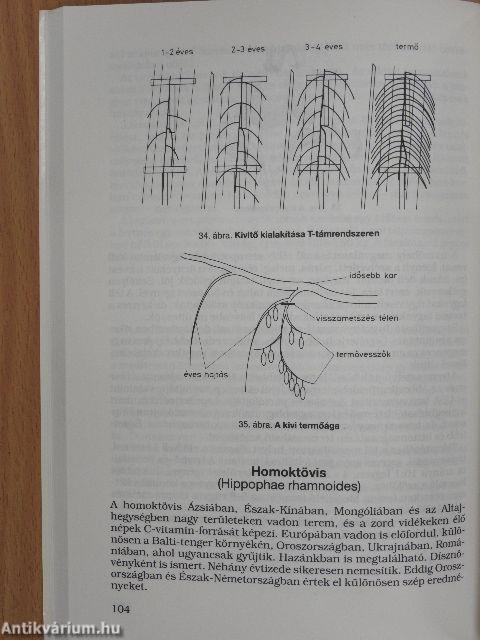 Gyümölcstermesztés III.