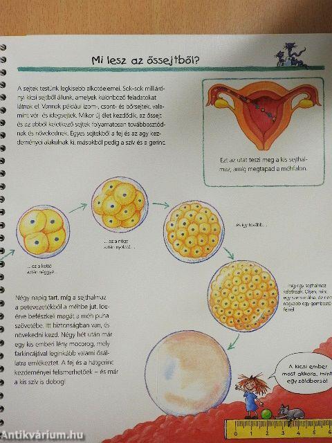 Honnan jön a kisbaba?