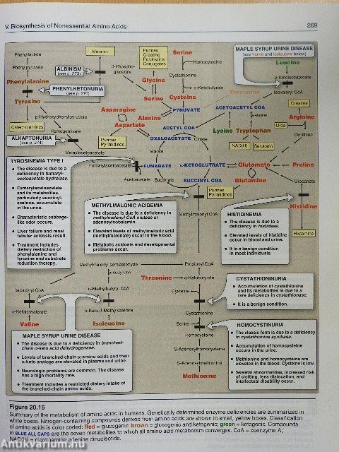 Lippincott Illustrated Reviews: Biochemistry