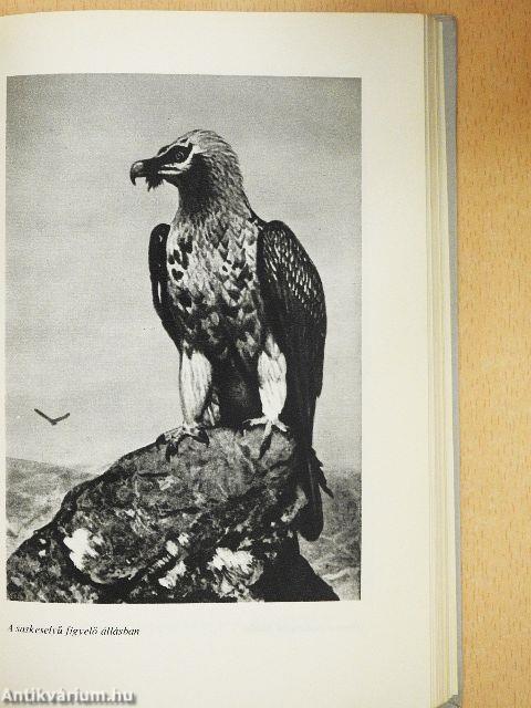 Vadászélmények távoli földrészeken