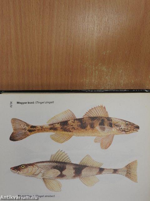 Sporthorgász ábécé