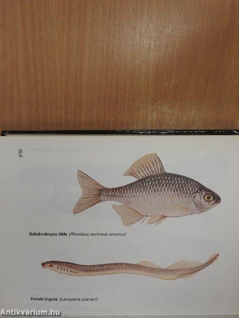 Sporthorgász ábécé