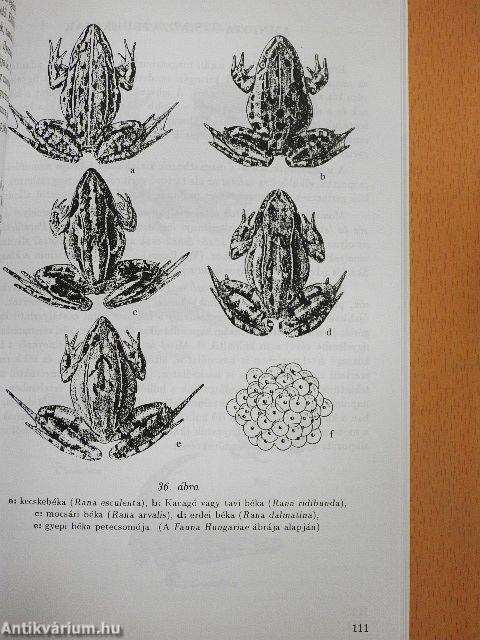 Állatrendszertani gyakorlatok II. 