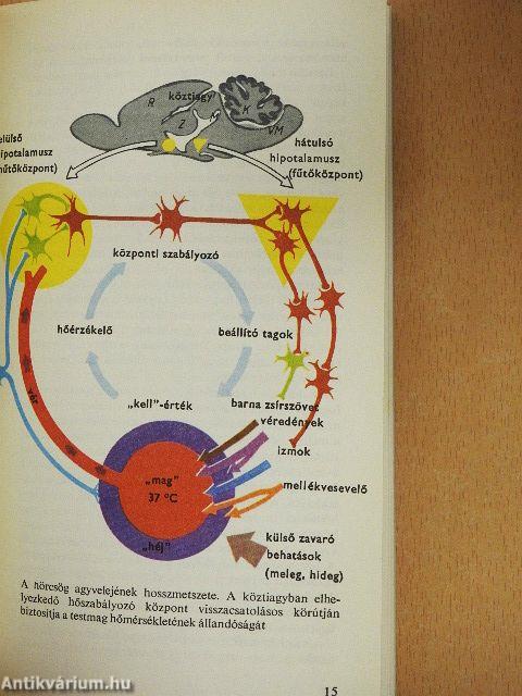 Az állatok téli álma