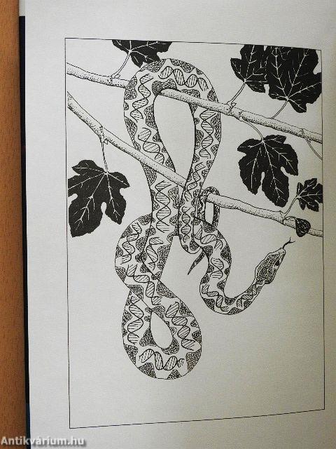 Folyam az édenkertből