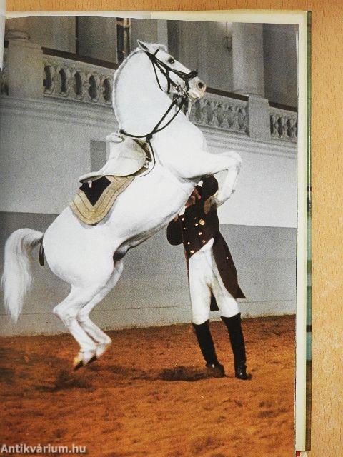Von Lipizzanern und der Spanischen Reitschule
