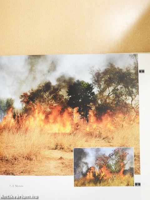 Tűzözön és hóvihar